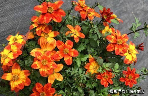 菊花室内养殖，如何让花朵更鲜艳
