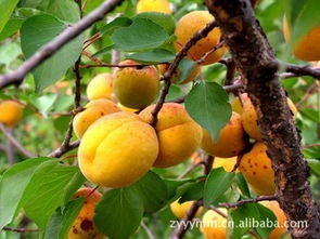 杏核的发芽,是一场与自然的对话,让人感受到生命的奇妙。.杏核的发芽之旅,不仅是一次种植,梗是一次心灵的滋养。