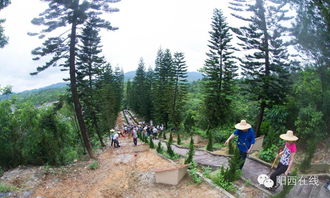 松柏的精神品质