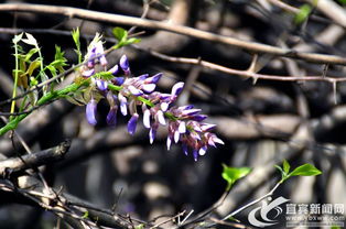 春季的神秘信号