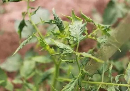 防治方法的选择