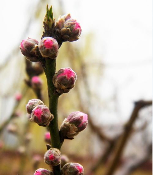 花骨朵开花秘诀大揭秘