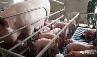 母猪产前保健，科学饲养