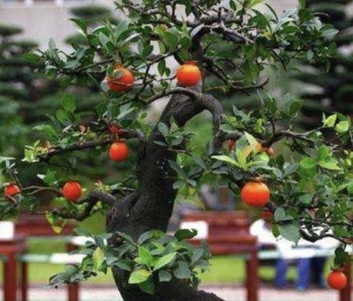 光照失衡，调节光照是关键