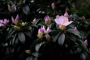 杜鹃花分株最佳时机：春末夏初，分株后精心养护！