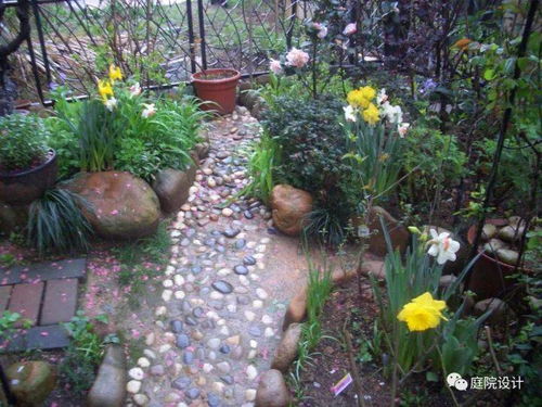 庭院配色预算省50%，哪种耐寒低维护的寻蓝花草品种蕞适合搭配？