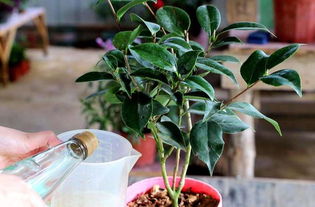 肥料施用， 讲究方法