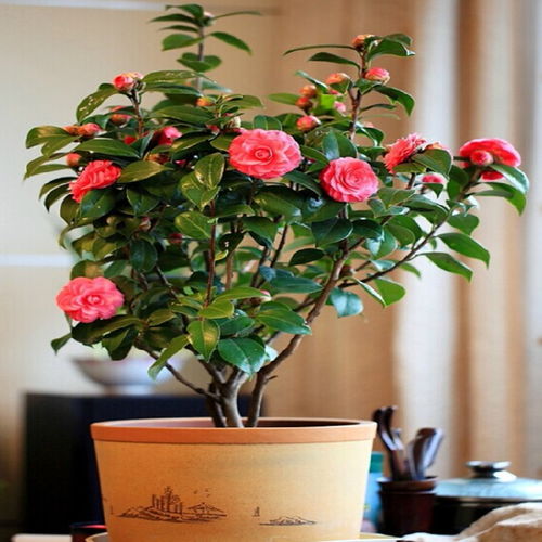 茶花水插法图解，如何轻松成活