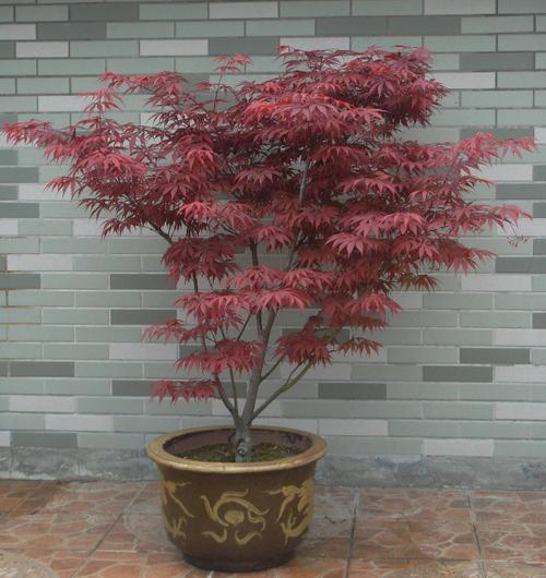 哎呀， 这个紫藤树啊，真是个宝贝