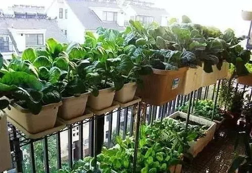 原因一：阳光不足