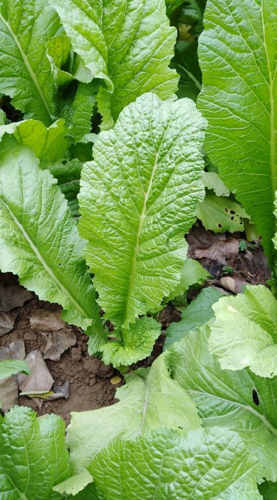 青菜农药的种类及副作用