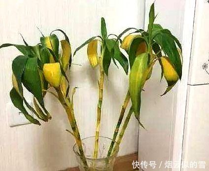 水培富贵竹放什么水容易快速生根？