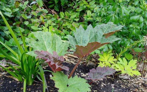 重点在播种时机