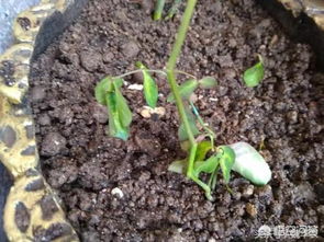 弹簧草萎蔫应对策略：养殖新手必知！