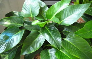 黄雀繁殖，你准备好了吗？