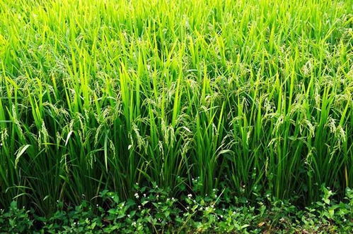 guan与醚菌氟环唑，你了解多少？