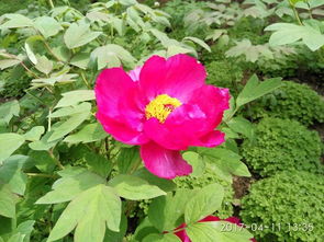 洛阳牡丹的基本概况