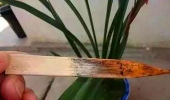 冬天花卉浇水时间揭秘：是时候还是什么时候？