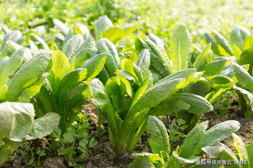 轮作种植， 从源头杜绝农药