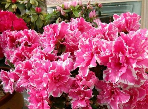 开花前：重点补磷钾， 开花梗鲜艳