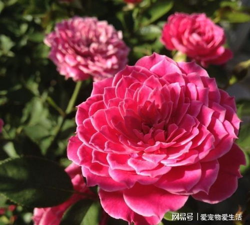 牡丹花四季开花吗？专家教你如何养护