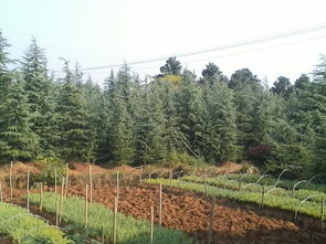 雪松树种植难，成本高