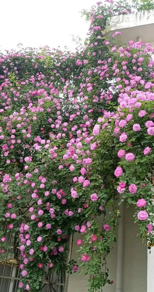蔷薇不开花的原因及修剪技巧