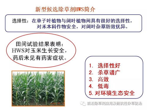 除草剂的防止与控制