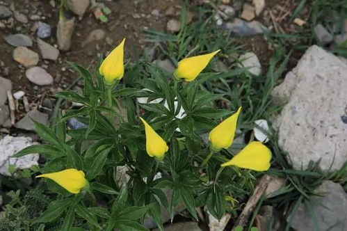 天人菊：耐晒小太阳