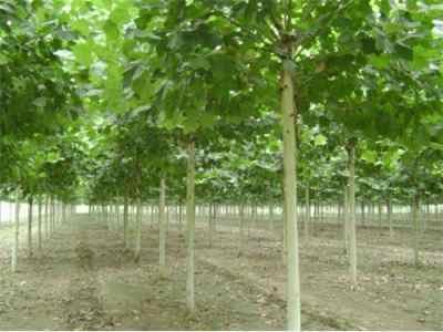 诚信经营， 质量可靠