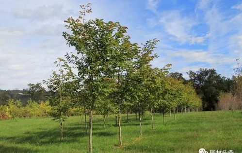 绿化苗木胸径测量，从哪儿开始量，你得知道！