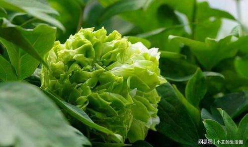 月季花儿的美，你了解多少？