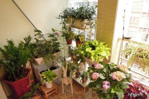 土壤与花卉品种的关系