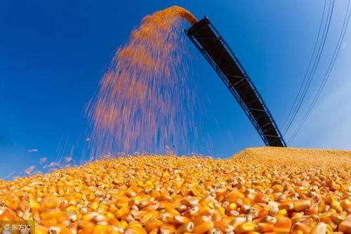 近期饲料涨价，玉米粮价大涨，这是否预示着新一轮粮食危机即将来临？