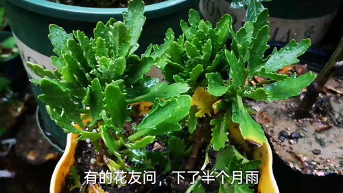 长寿花如何才能结出种子？