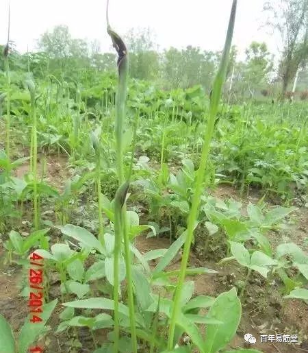 半夏种植中的烦恼：病害与杂草的困扰