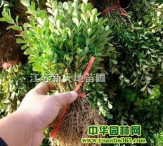 选择黄杨木， 就是选择生活