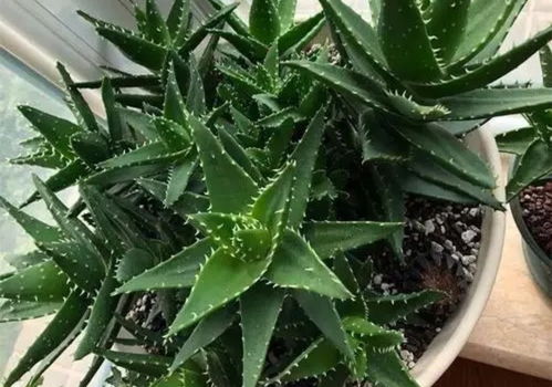 芦荟种植技巧，如何让盆栽爆盆