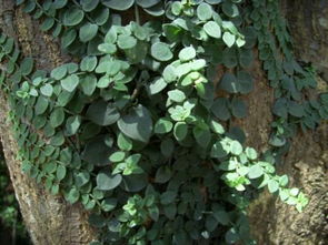 爬山虎催芽温度探秘