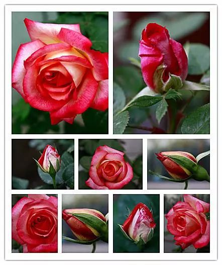 月季花之美，红粉知己与粉红仙子的魅力