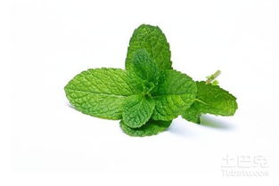 薄荷的养护要点