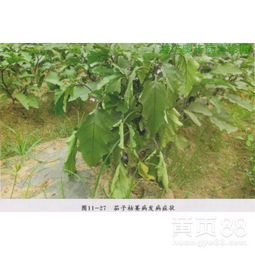 有机农药来帮忙