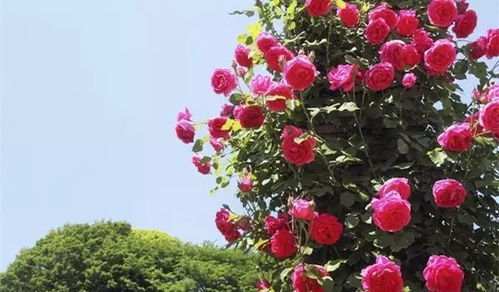 移栽后的黄叶，原因在哪里？