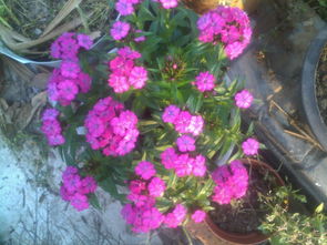 还有那些花花草草的