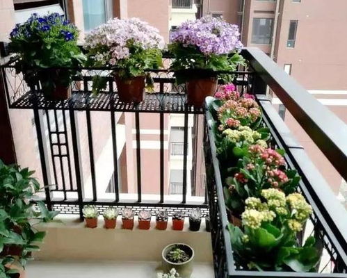 不同高度的花架，对植物生长有影响吗？