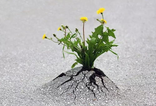 花种子发芽后疏苗，如何巧妙拆分为双