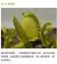 灭蚊植物大揭秘：八种天然驱蚊高手全图解！