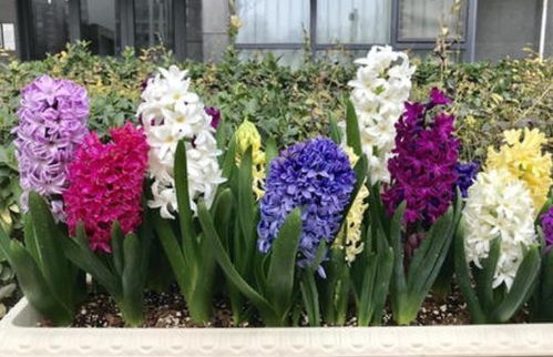 新手栽种常见误区