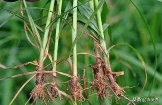 辣椒田里种香附子，除草剂怎么选？