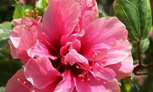 扶桑花“坐不住”，是何原因导致